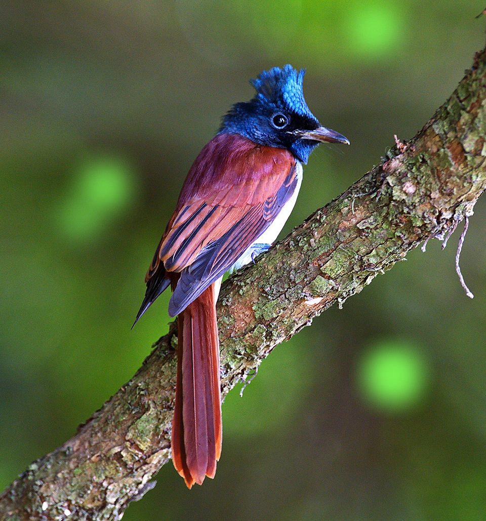 TOP 10 loài chim cảnh được ưa chuộng tại Việt Nam (phần 1)
