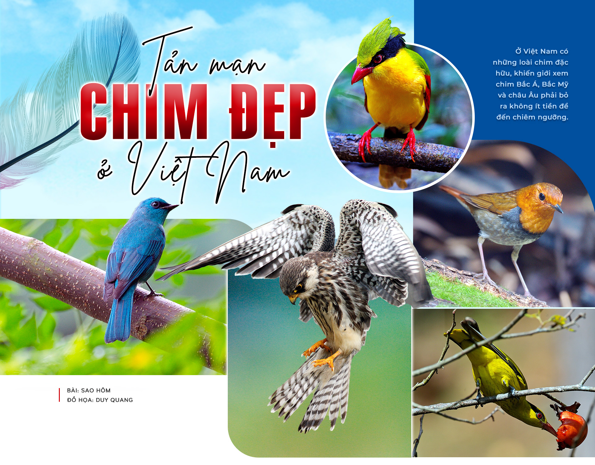 Top 13 loài chim độc đáo ở Việt Nam