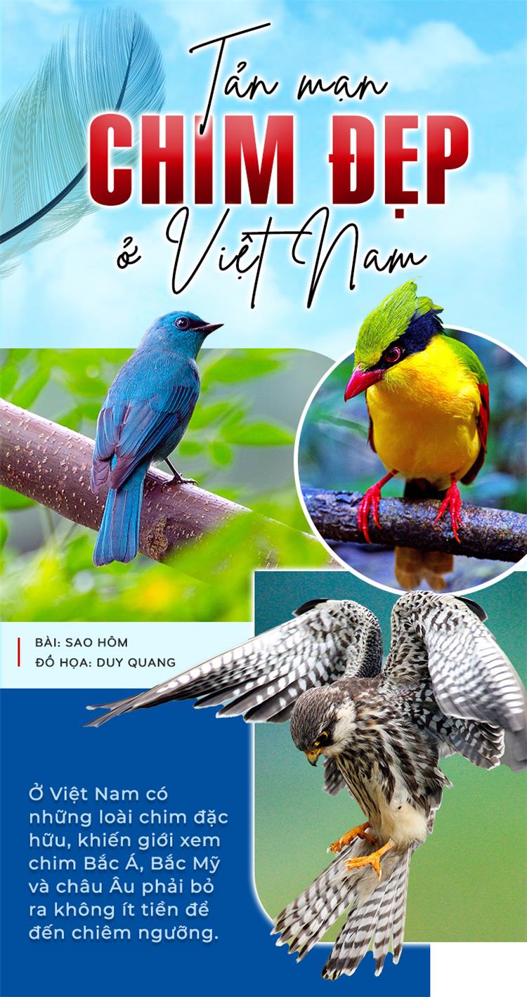 Tản Mạn Chim Đẹp Ở Việt Nam